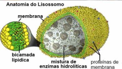 Foto de Características e função dos lisossomos