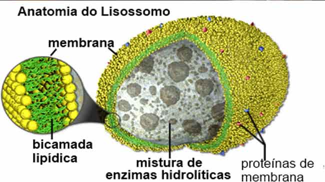 Características e função dos lisossomos
