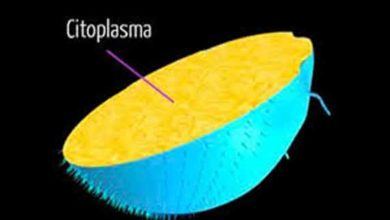 Foto de O que é citoplasma – resumo