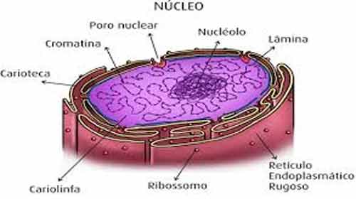 núcleo celular