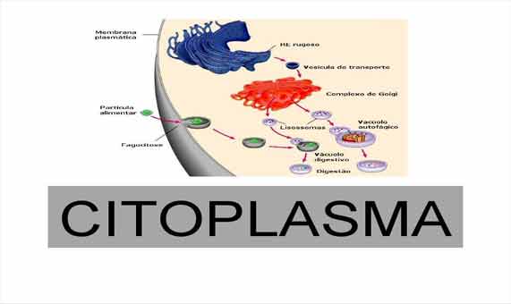 estrutura do citoplasma