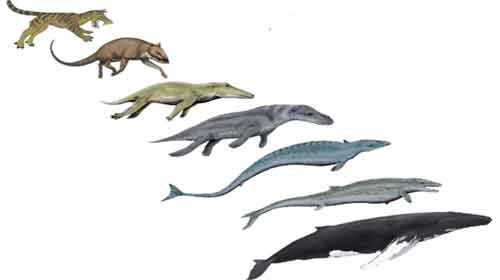 Evolução das baleias