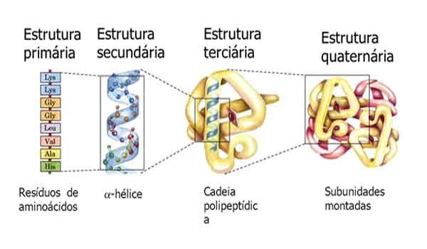 Proteínas: Função, tipos, estrutura, importância - Resumo
