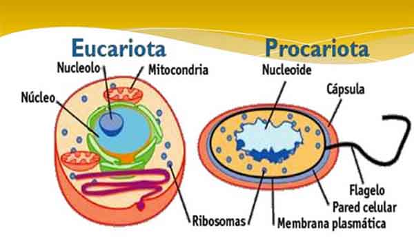 Diferenças entre células eucariontes e procariontes - Resumo