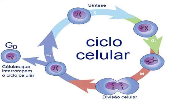 Ciclo Celular: fases, períodos, o que é - Resumo