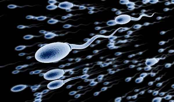 O que é Espermatogênese - formação dos gametas masculinos