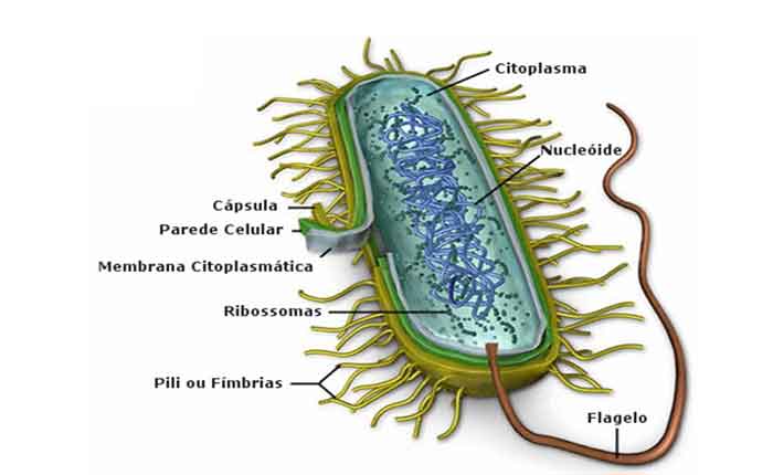 Foto de A Célula Bacteriana
