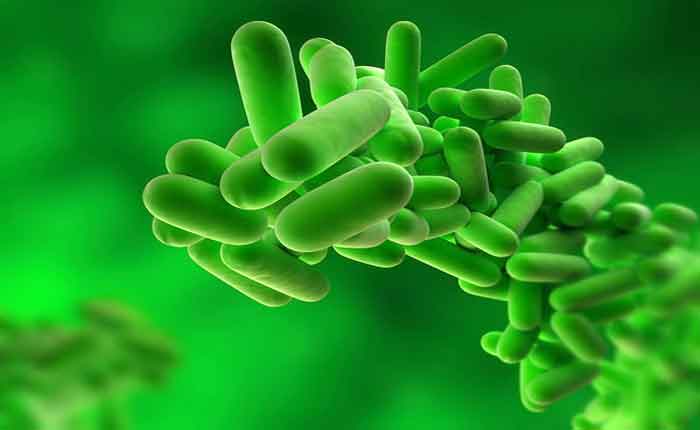 Foto de O que são bactérias: características, tipos, estrutura