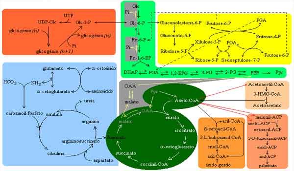 principais-vias-metab-licas-planeta-biol-gico