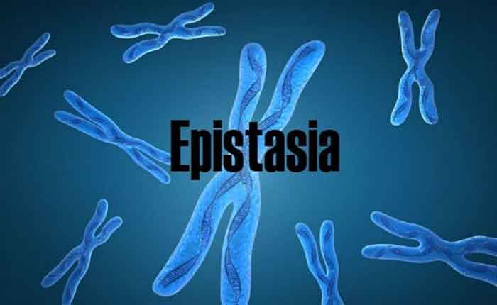 O que é Epistasia: definição e tipos - Resumo