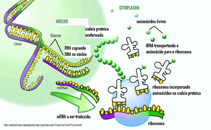 Tradução do RNA: o que é, como ocorre