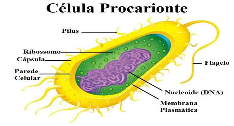 célula procariótica