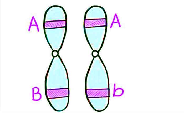 Foto de O que são Cromossomos Homólogos
